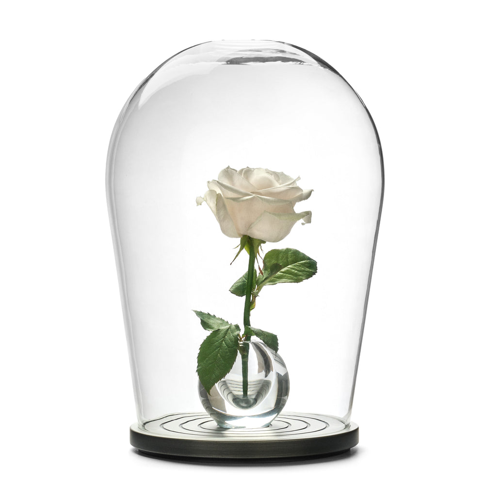 Bell-jar - Borosilicate Glass & Solid Wood Decorative Objects - product image