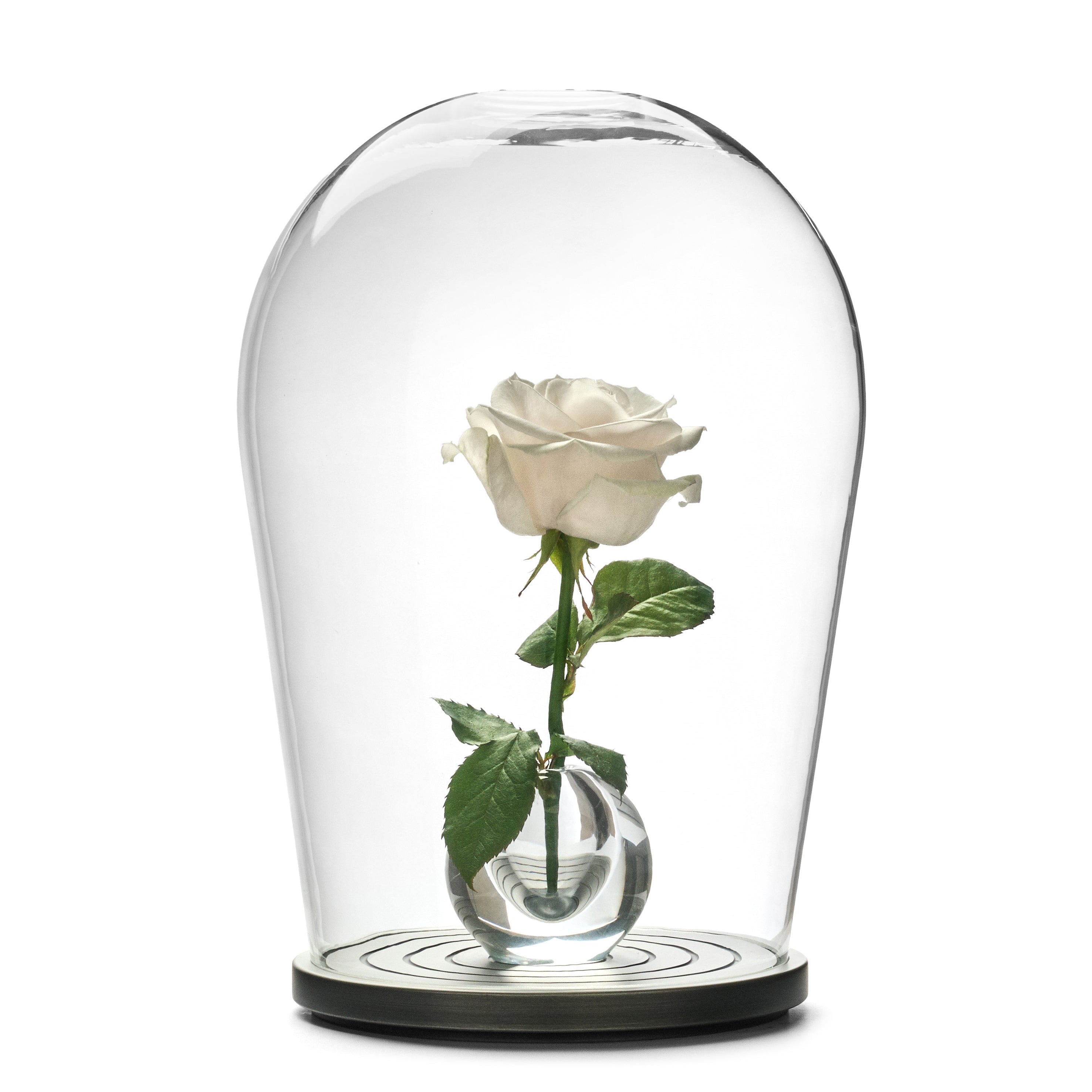 Bell-jar - Borosilicate Glass & Solid Wood - OOCOLLECTIVE